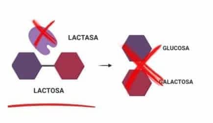 lactasa enzima genera intolerancia la lactasa no funciona y no corta el azúcar grande